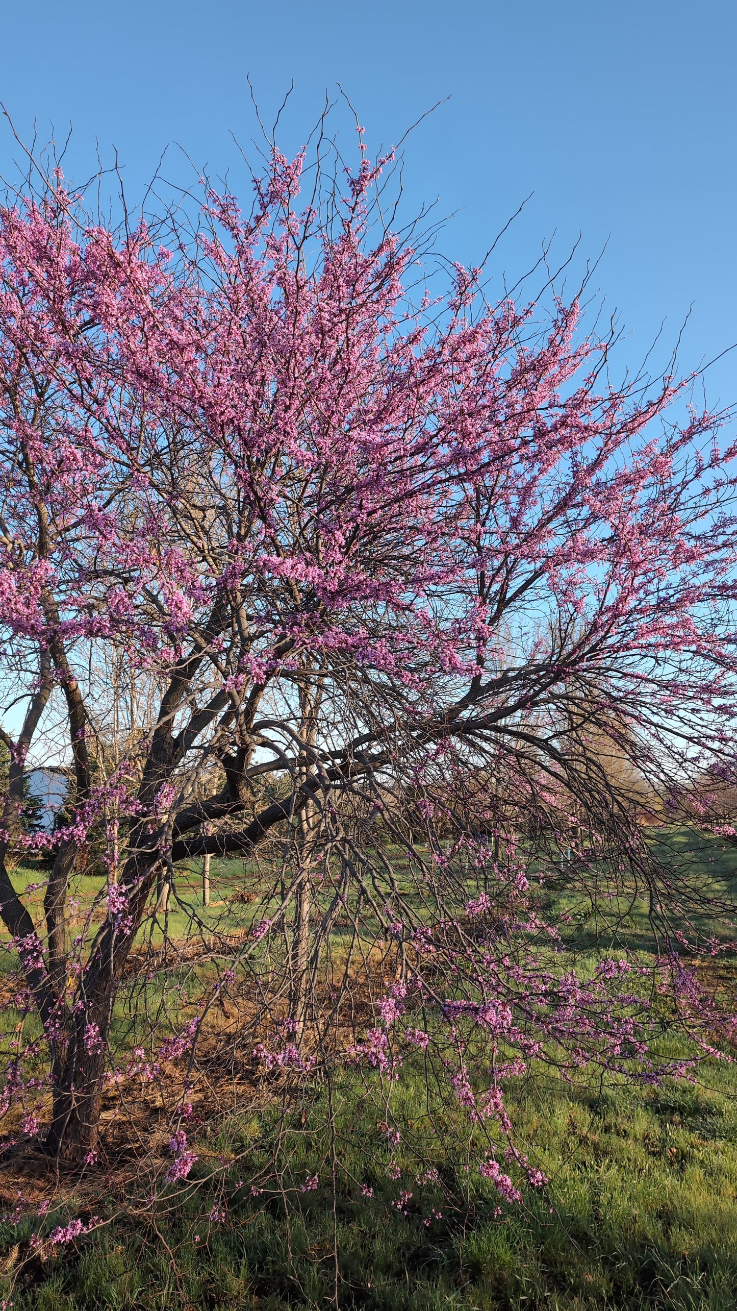 6-7 ft Multi Stemmed Eastern Redbud (Ball and Burlap)