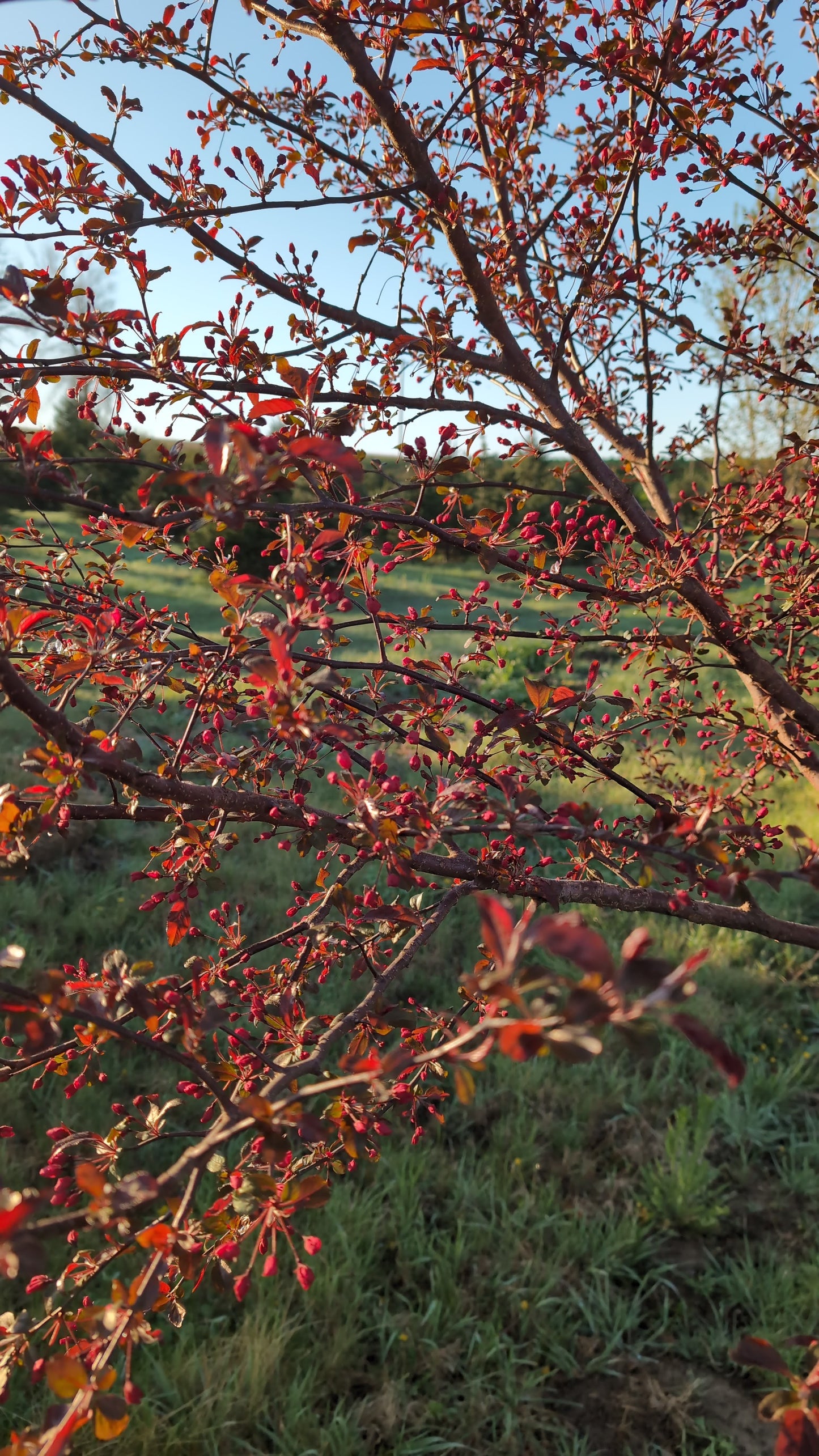 Royal Raindrops® Crabapple (Ball and burlap)