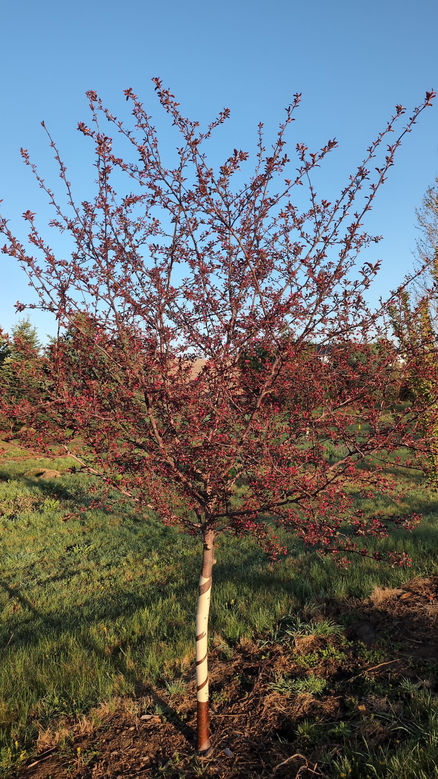 Royal Raindrops® Crabapple (Ball and burlap)