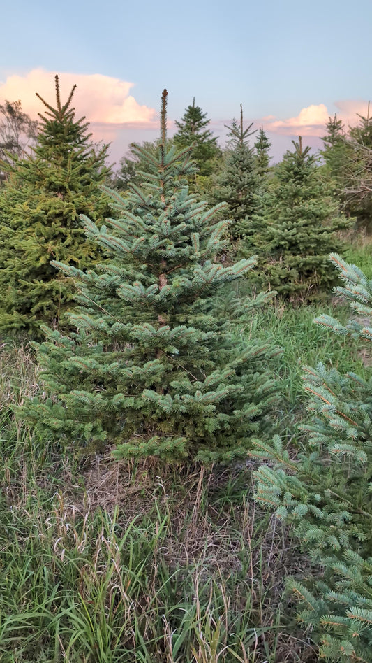 5-6' Colorado Blue Spruce (Ball and Burlap)