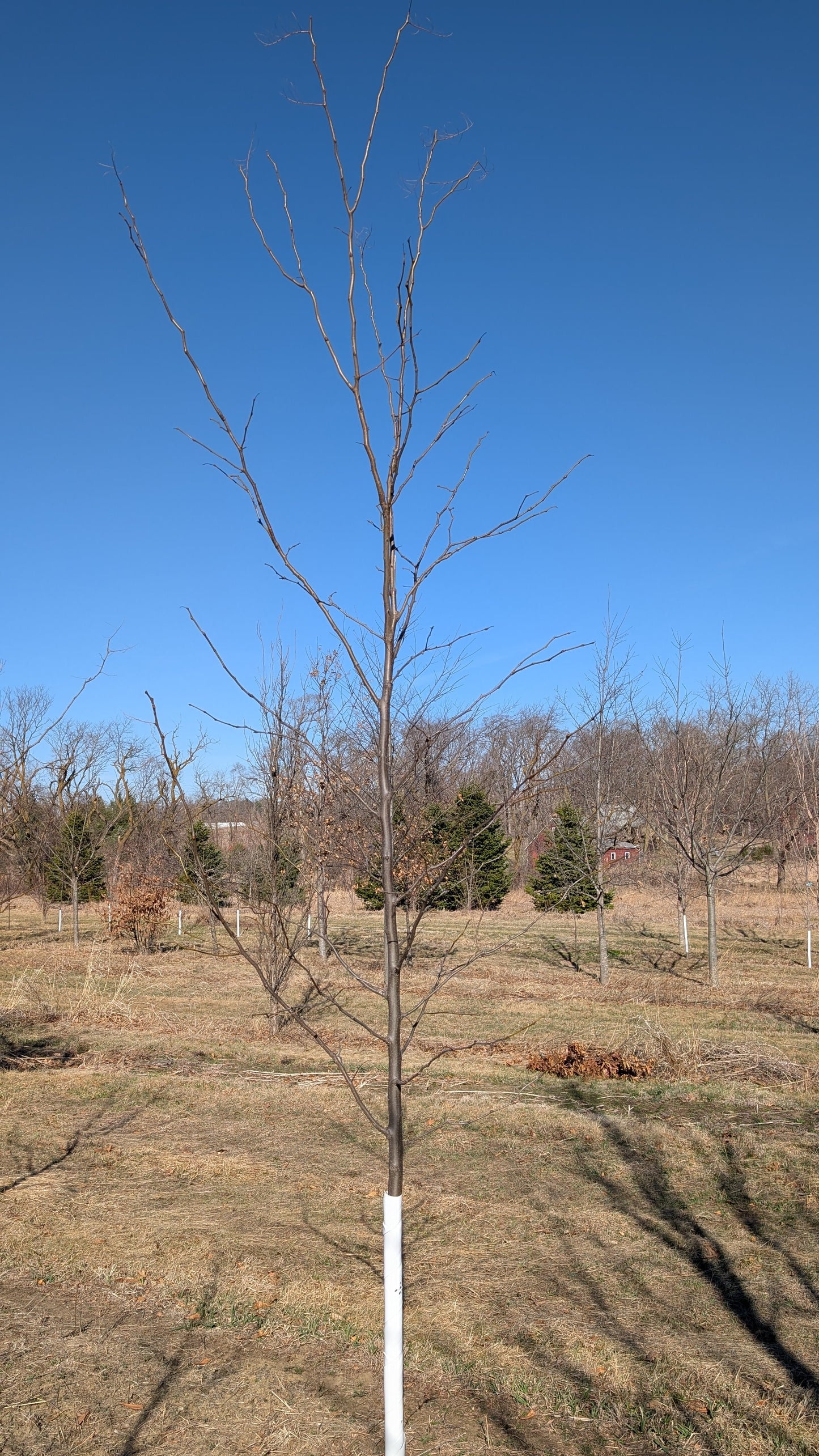 Skyline Honey Locust® (Ball and Burlap)