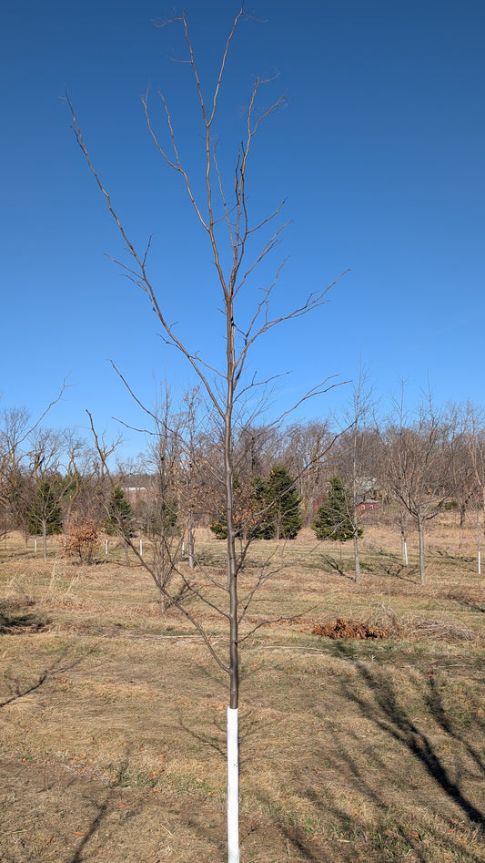 Skyline Honey Locust® (Ball and Burlap)