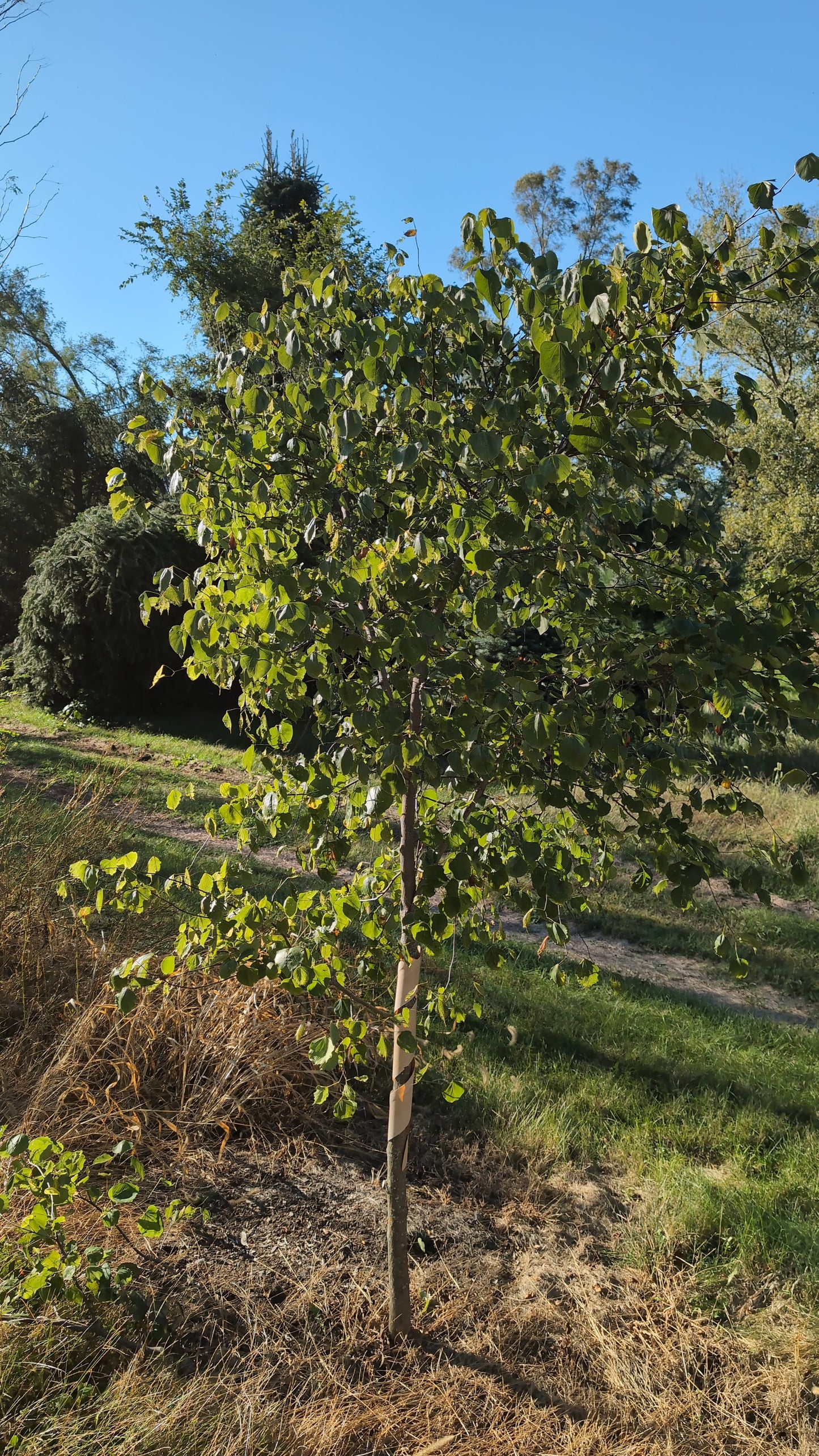 Single Stem Eastern Redbud (Ball and Burlap) 6-7 ft