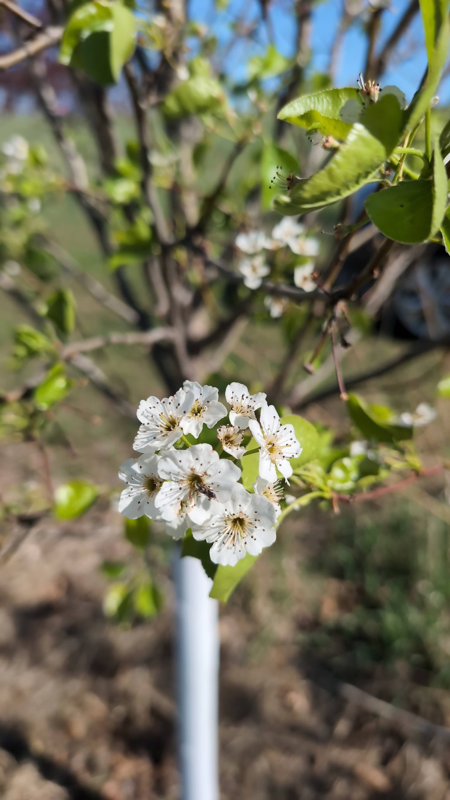 Chanticleer Pear (Ball and burlap)