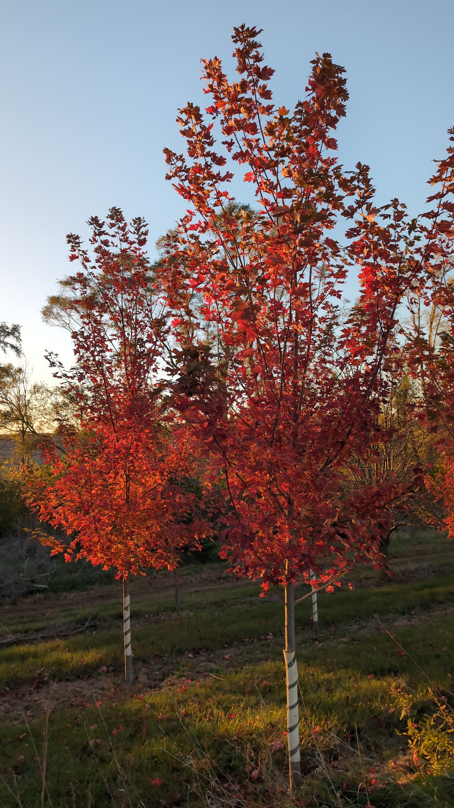 Autumn Blaze® Maple (Ball and Burlap)
