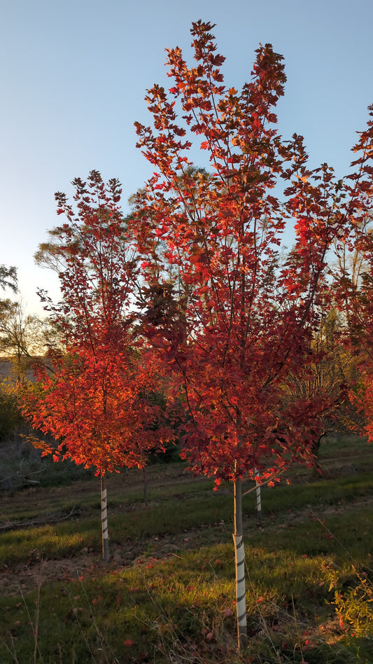 Autumn Blaze® Maple (Ball and Burlap)