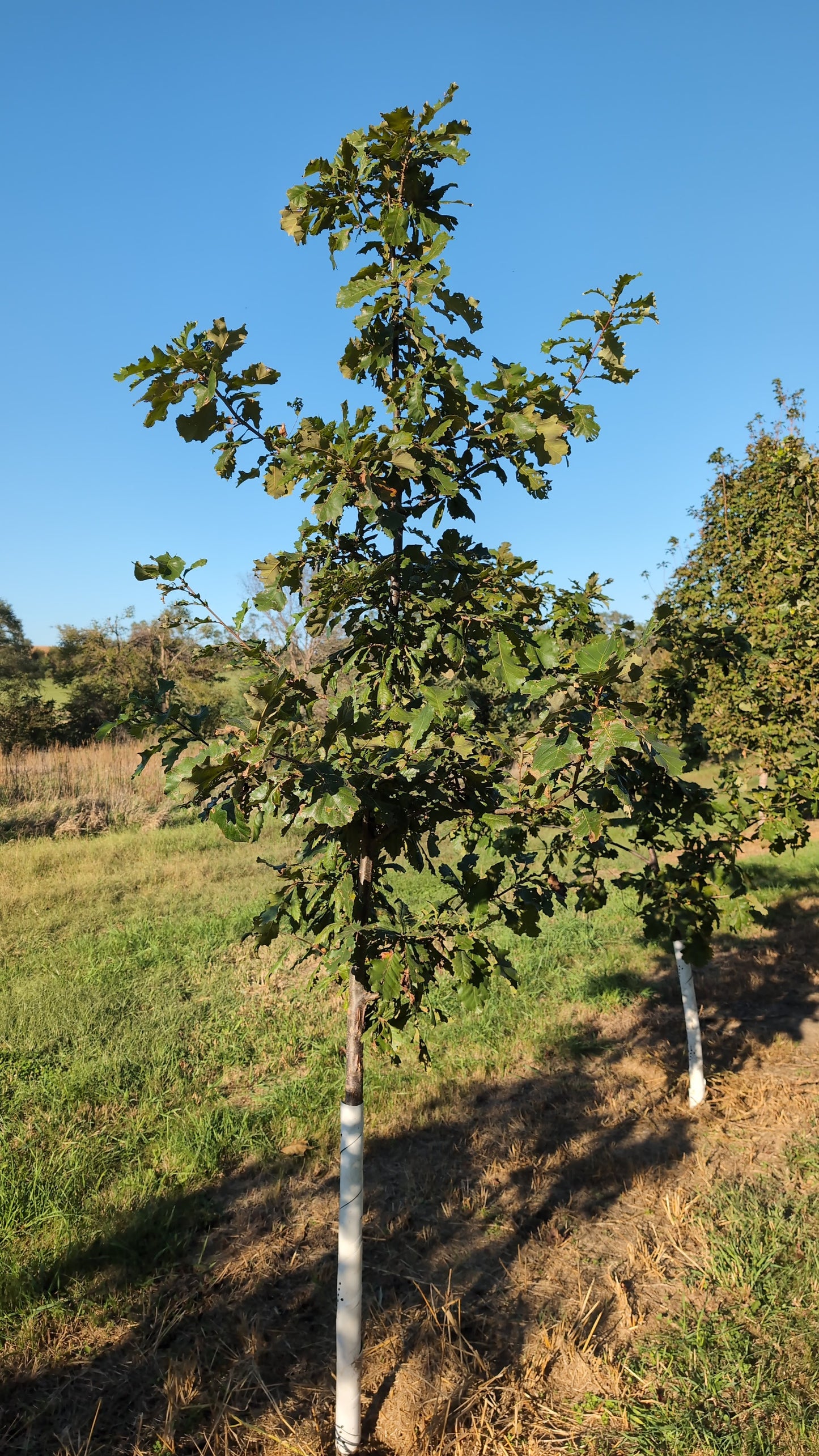 Swamp White Oak (Ball and Burlap)