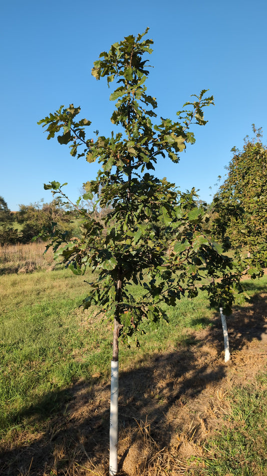 Swamp White Oak (Ball and Burlap)
