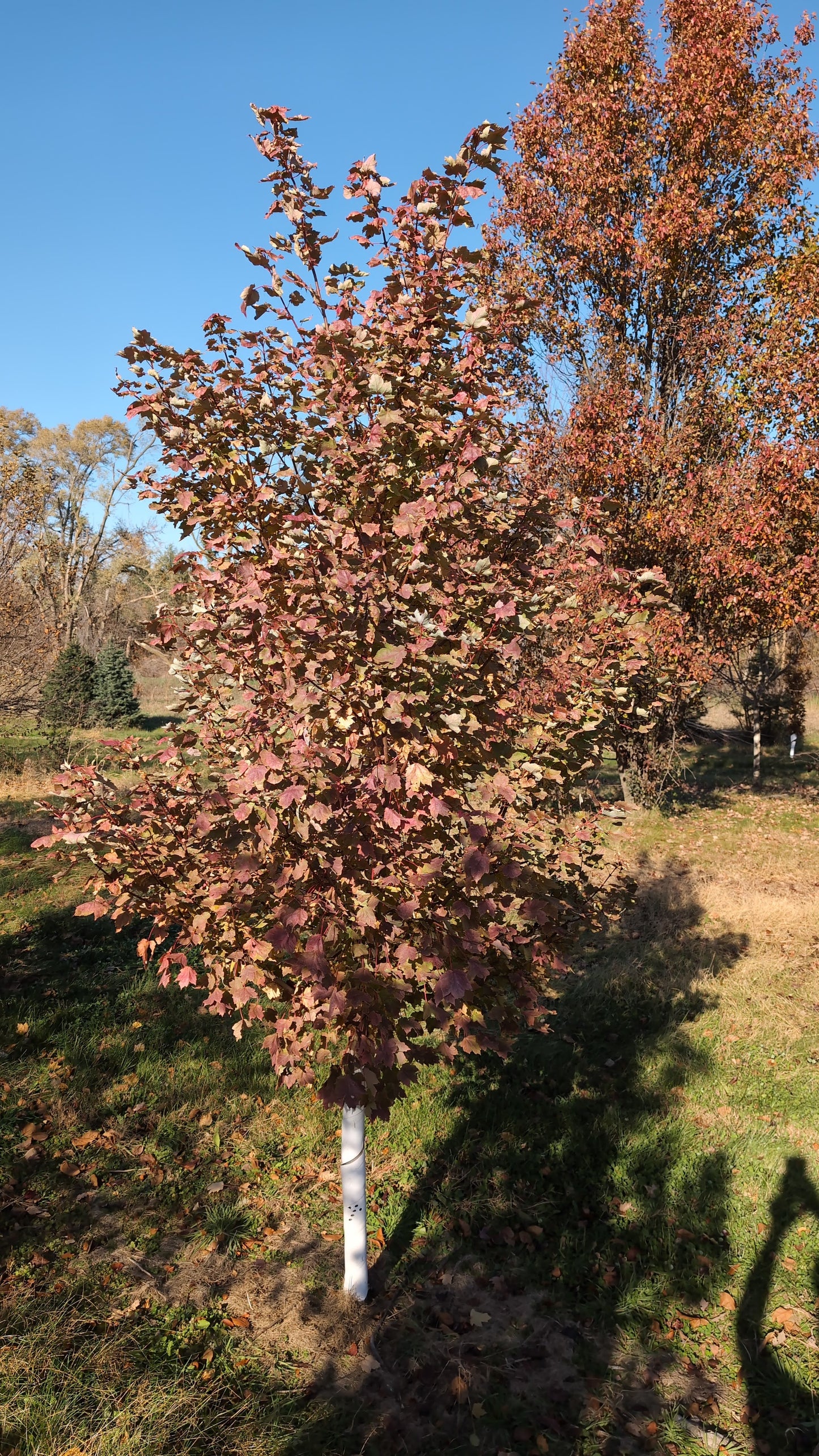 October Glory© (Ball and burlap)