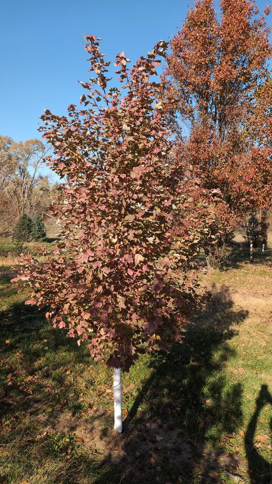 October Glory© (Ball and burlap)