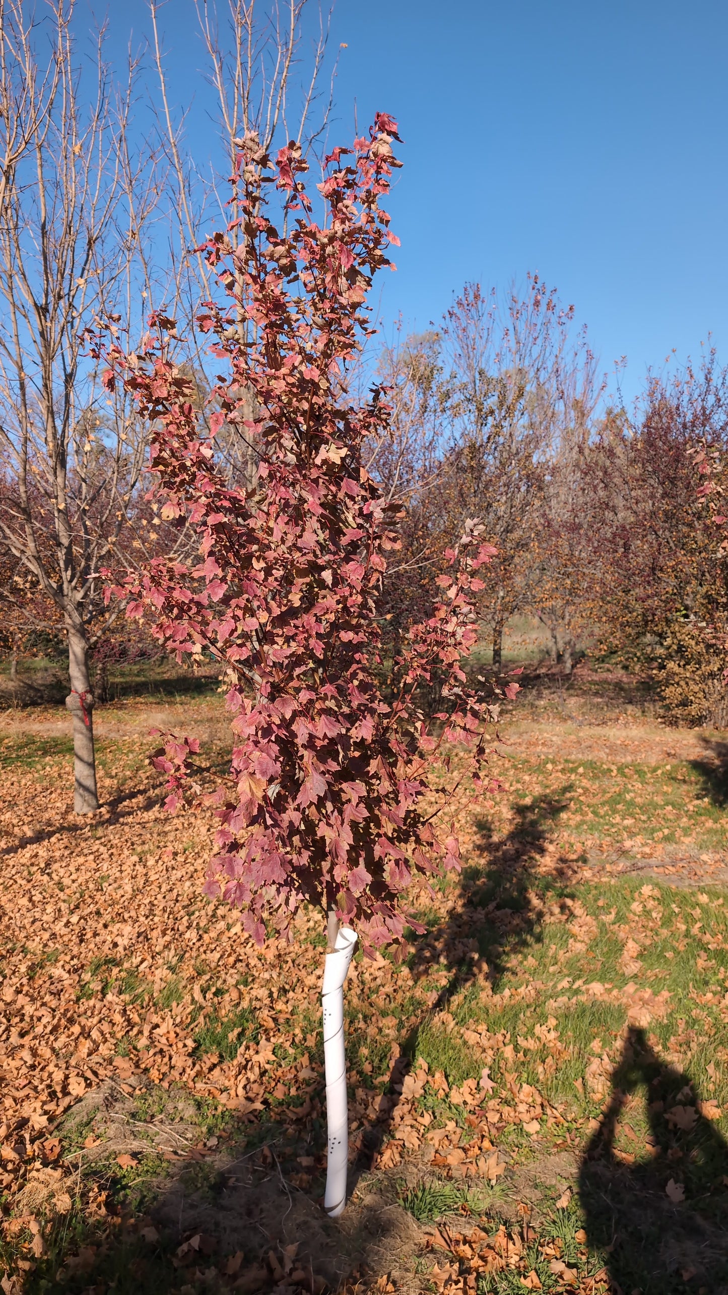 October Glory© (Ball and burlap)