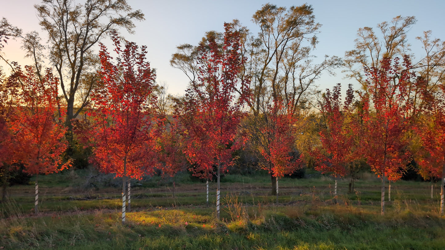 Autumn Blaze® Maple (Ball and Burlap)