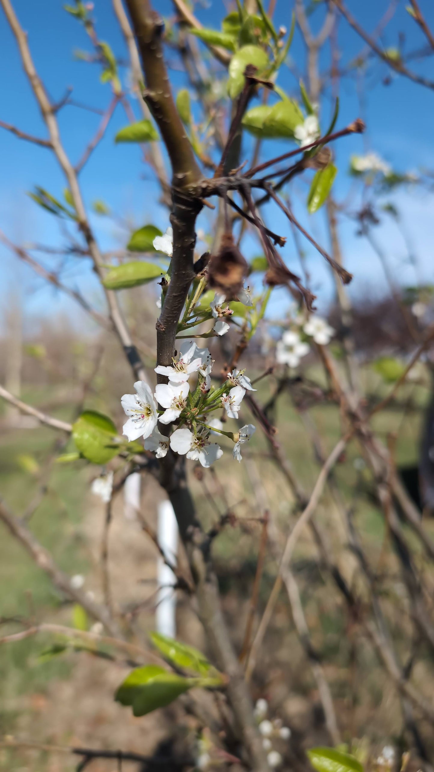 Chanticleer Pear (Ball and burlap)